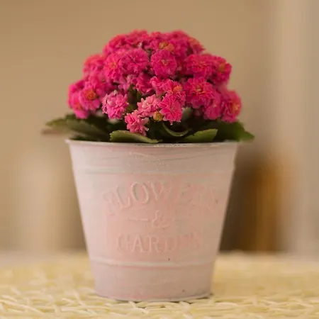 Apartamento House - Dama